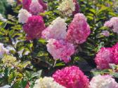 Hortenzijos,rododendrai,azalijos ,magnolijos - nuotraukos Nr. 5