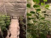 Palapinė Augalams "Grow tent" - nuotraukos Nr. 4