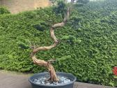 Dirbtinis bonsai
