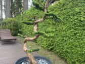 Dirbtinis bonsai - nuotraukos Nr. 2