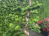 Dirbtinis bonsai - nuotraukos Nr. 3