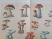 Knyga apie skanų ir sveiką maistq. Raritetas. 1952 - nuotraukos Nr. 6