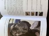 Cane Corso šuniukai - nuotraukos Nr. 7
