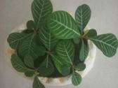 Baltagyslė karpažolė (Euphorbia leuconeura) - nuotraukos Nr. 8