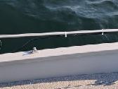 Elektrinis rotatorius.livescope/active target/mega - nuotraukos Nr. 15