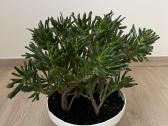 Crassula hobbit sukulentas