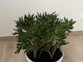 Crassula hobbit sukulentas - nuotraukos Nr. 2