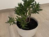 Crassula hobbit sukulentas