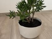 Crassula hobbit sukulentas - nuotraukos Nr. 2