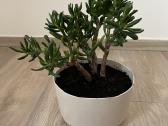 Crassula hobbit sukulentas - nuotraukos Nr. 3