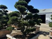 Formuotos pušys bonsai
