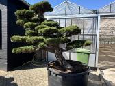 Formuotos pušys bonsai - nuotraukos Nr. 2