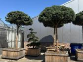 Formuotos pušys bonsai - nuotraukos Nr. 3