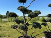 Formuotos pušys bonsai - nuotraukos Nr. 6
