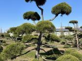 Formuotos pušys bonsai - nuotraukos Nr. 8