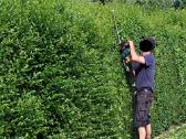 Gyvatvore. Paprastasis Ligustras - nuotraukos Nr. 24