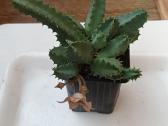 Huernia thuretii, foto parduodamo augalo - nuotraukos Nr. 5