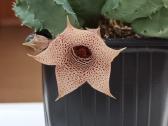 Huernia thuretii,foto parduodamo augalo - nuotraukos Nr. 2