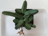 Huernia thuretii, foto parduodamo augalo - nuotraukos Nr. 6