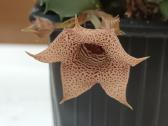 Huernia thuretii,foto parduodamo augalo - nuotraukos Nr. 3
