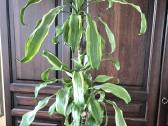 Kambarine gėlė- Dracaena.(120cm.aukštis) - nuotraukos Nr. 10