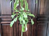 Kambarine gėlė- Dracaena.(120cm.aukštis) - nuotraukos Nr. 11