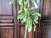 Kambarine gėlė- Dracaena.(120cm.aukštis) - nuotraukos Nr. 3