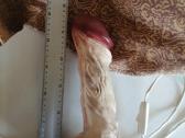 Sexsuali Lempa, Falas, 20eur. - nuotraukos Nr. 2
