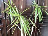 Kambarine gele-dracena.
