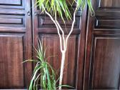 Kambarine gele-dracena. - nuotraukos Nr. 2