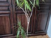 Kambarine gele-dracena. - nuotraukos Nr. 3