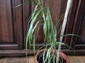 Kambarine gele-dracena. - nuotraukos Nr. 4