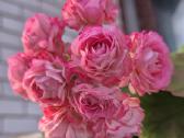 Swadland pink - nuotraukos Nr. 2
