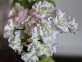 Pelargonija Sutarves nada - nuotraukos Nr. 16
