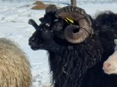 Parduodu Avis, Sheep's, Boranov - nuotraukos Nr. 2