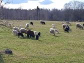 Parduodu Avis, Sheep's, Boranov