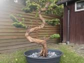 Dirbtinis bonsai - nuotraukos Nr. 5