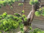 Dirbtinis bonsai - nuotraukos Nr. 6