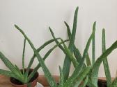 Vaistiniai alijošiai (Aloe vera)
