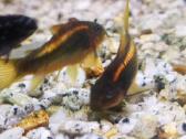 Įv. akvariuminės žuvelės Šiauliuose - nuotraukos Nr. 3