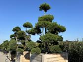 Formuotos pušys bonsai - nuotraukos Nr. 9