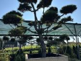 Formuotos pušys bonsai - nuotraukos Nr. 10