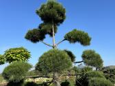 Formuotos pušys bonsai - nuotraukos Nr. 11
