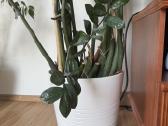 Pinigų medis 130cm su vazonu - nuotraukos Nr. 3