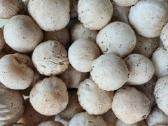 Parduodu 3kg poniabudžių, Vilnius, Pilaitė - nuotraukos Nr. 2