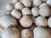 Parduodu 3kg poniabudžių, Vilnius, Pilaitė - nuotraukos Nr. 3