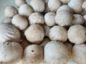 Parduodu 3kg poniabudžių, Vilnius, Pilaitė - nuotraukos Nr. 4