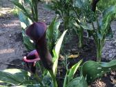 Stambiažiedės jukos, juodoji kalija ir Monstera - nuotraukos Nr. 6