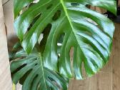 Monstera Deliciosa