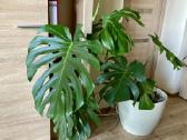 Monstera Deliciosa - nuotraukos Nr. 2
